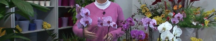 Embedded thumbnail for Orchidea Phalaenopsis, pestovanie - video návod